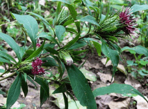 白朮(zhu)是一種什麼樣的植物