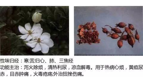 300个中草药图谱（附主治功效），知道一半就太牛了（上）