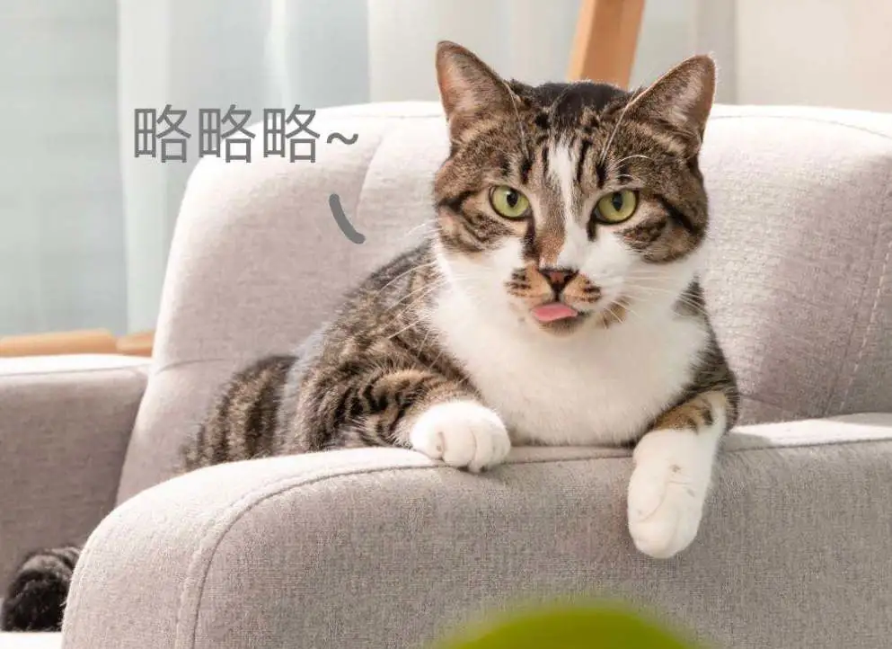 挤完公司10只猫的肛门腺后,办公室还好吗?