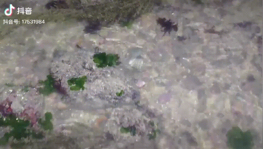渔村小马在抖音带你去赶海，浪漫就是：说不定今天捉到啥