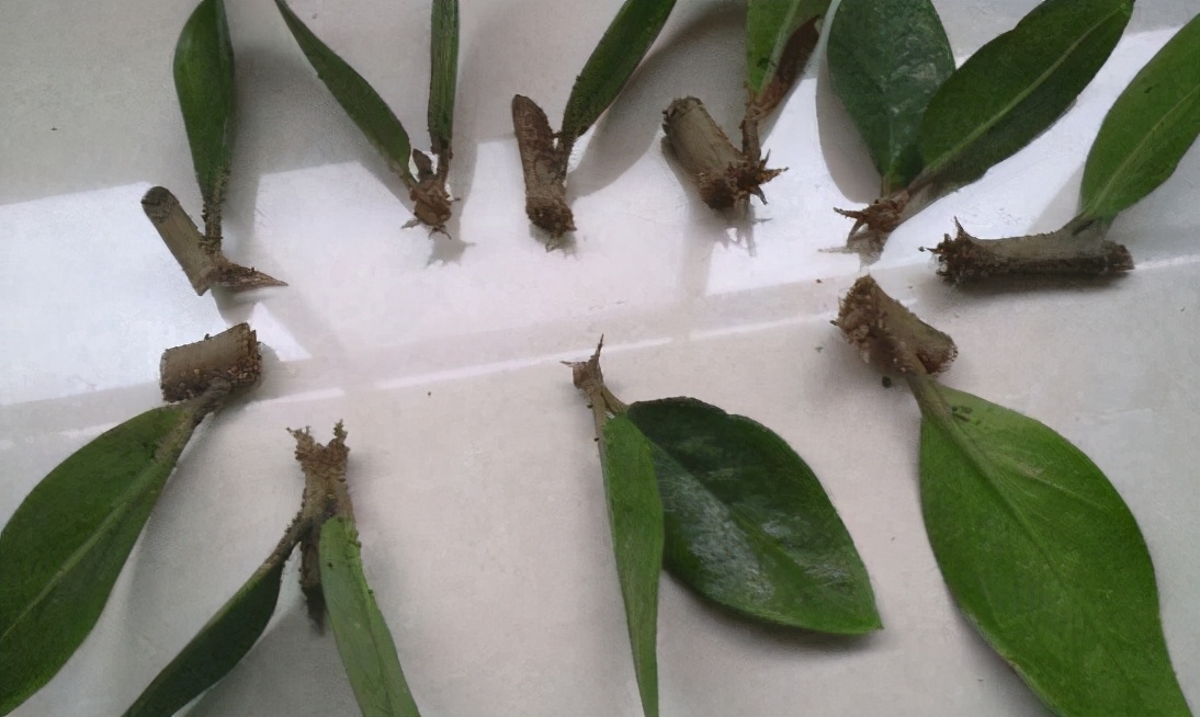 谁说养花难?4种“泼辣花”,扔在土里就生根,繁殖一片小崽子