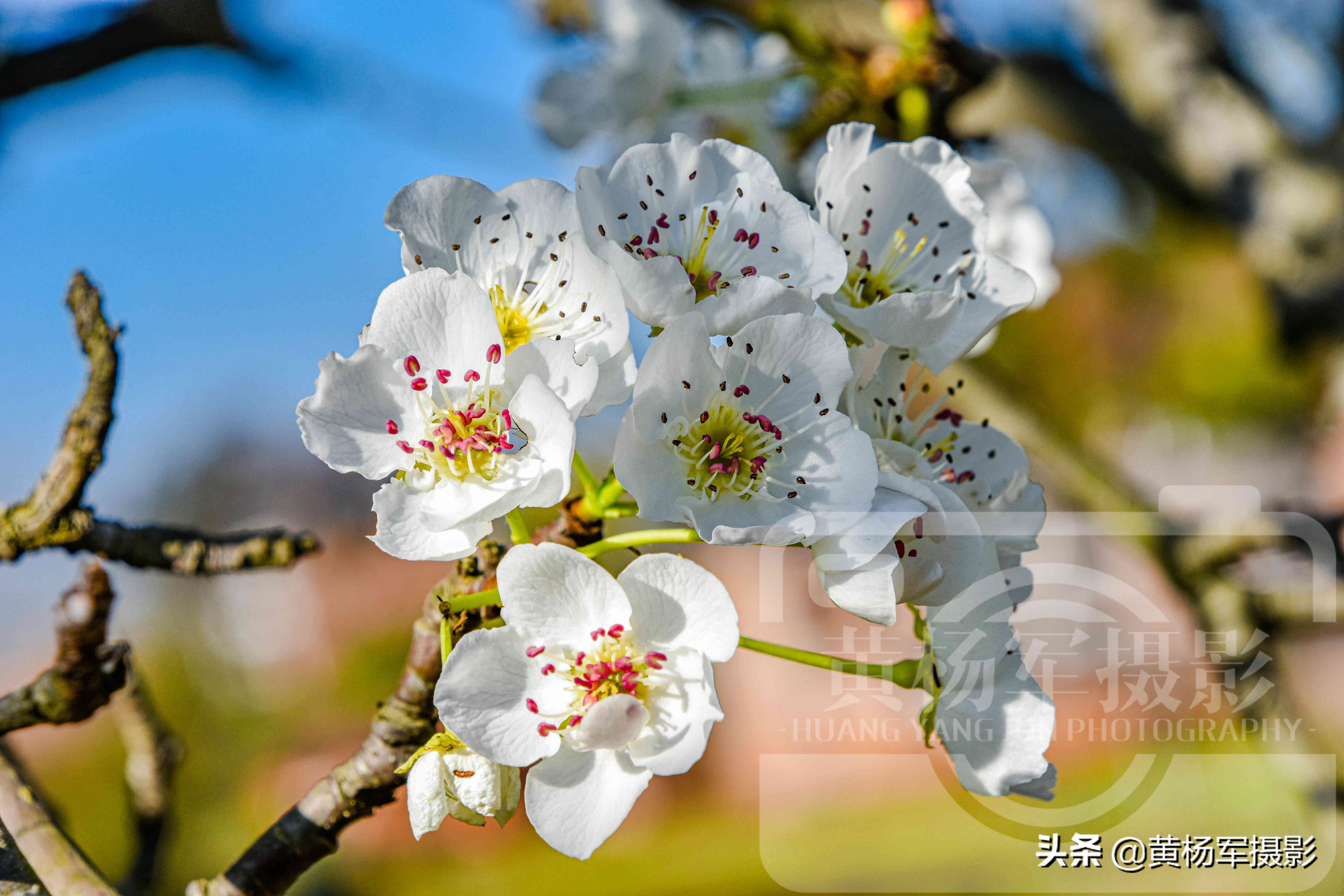 梨花长什么样子（春日蓝天下美丽盛开的梨花）