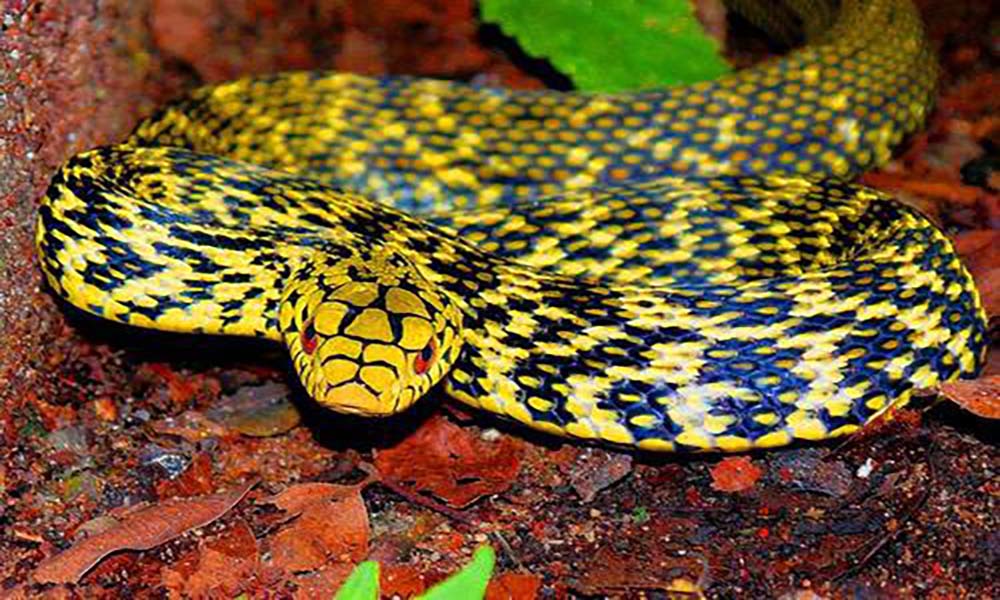 这些常见的游蛇科的蛇类,你认识几种?在你们那它有着怎样的俗称