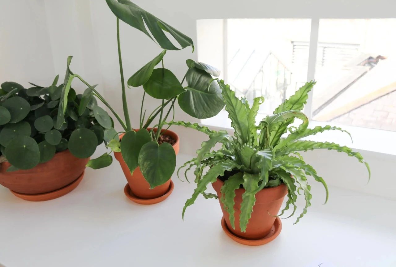 哪些盆栽绿植适合摆放在室内，室内植物易黄叶烂根，教你几招解决