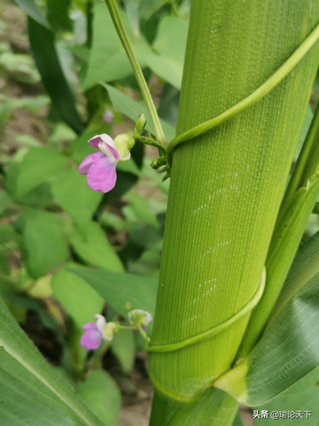 蔬菜吟系列之《豆角吟》