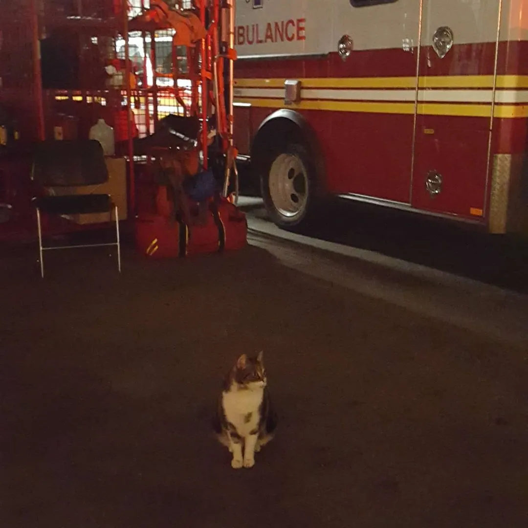 當流浪貓悄悄走進消防站，溫暖的故事開始了