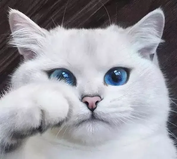 猫咪经常流泪是什么原因引起的?常见的猫咪眼部疾病有哪些?