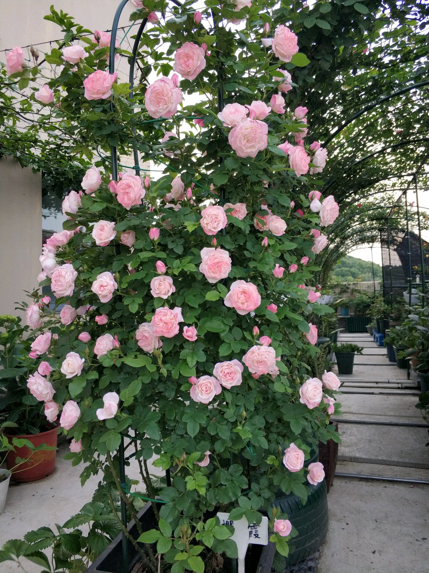 樱霞月季花（介绍一种长势超快的花墙植物）