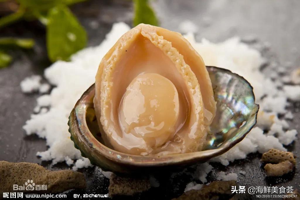 海鲜贝类(市场常见的贝类大全,肉质软腍,味道清鲜,滋味被人们视为珍馐