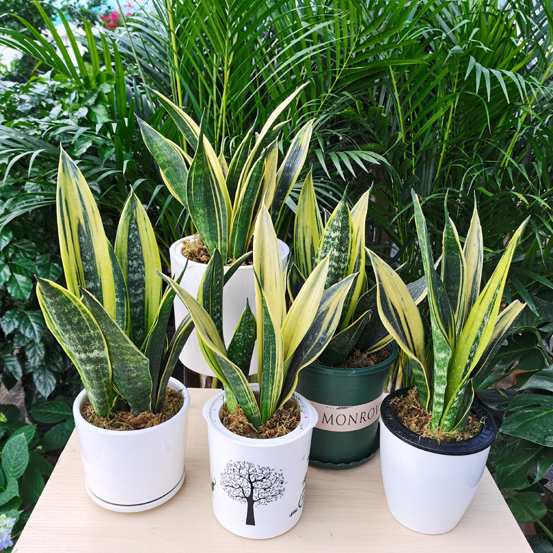 能“养人”的10种花，有的能吸废气、有的可以食用，种了不后悔