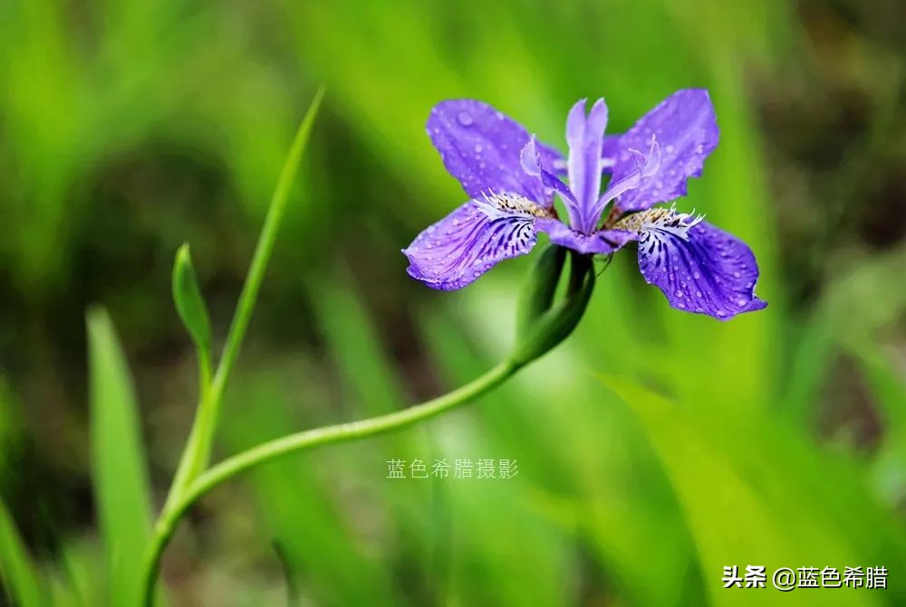 鸢尾兰长什么样子（实拍18张紫色的鸢尾花照片）