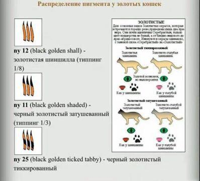 猫咪中的“土豪金”英短金渐层，该如何挑选？颜色越黄越值钱吗？