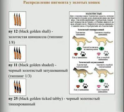 猫咪中的“土豪金”英短金渐层，该如何挑选？颜色越黄越值钱吗？