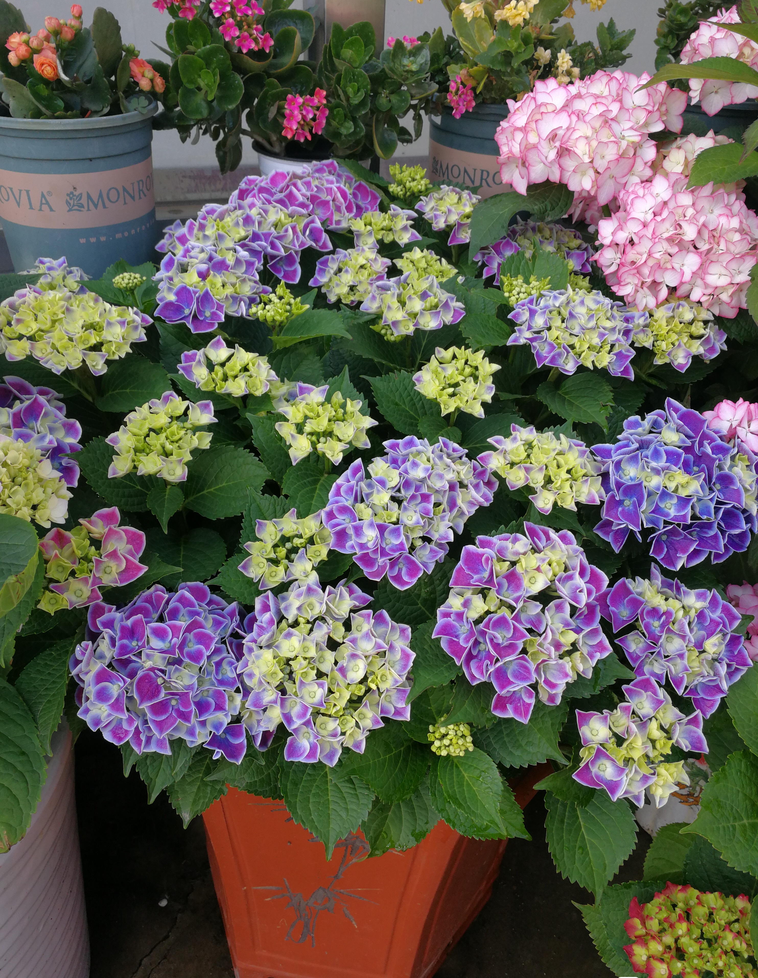 精灵系列绣球怎么养小技巧干货