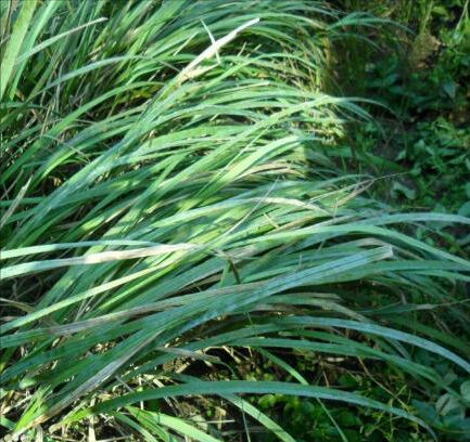 一级保护植物（为你介绍五种国家一级保护植物）