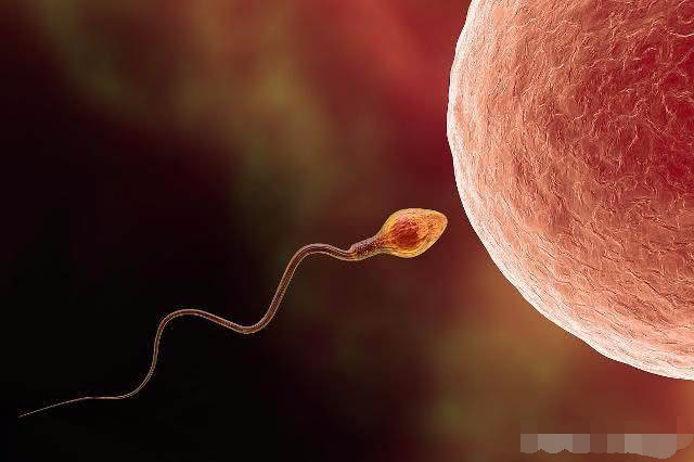 卵子流出来的图片(排卵期没怀上) - 赤虎壹号