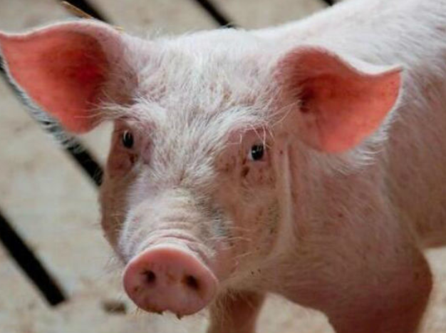 猪病毒性感冒用什么药效果好？猪流行性感冒用什么药效果好？