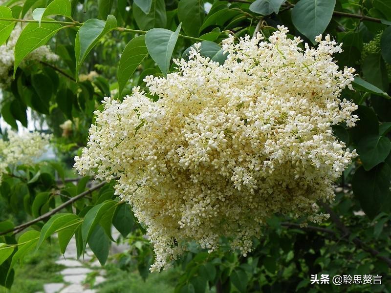 女贞诗词精选八首 女贞花白草迷离，江南梅雨时