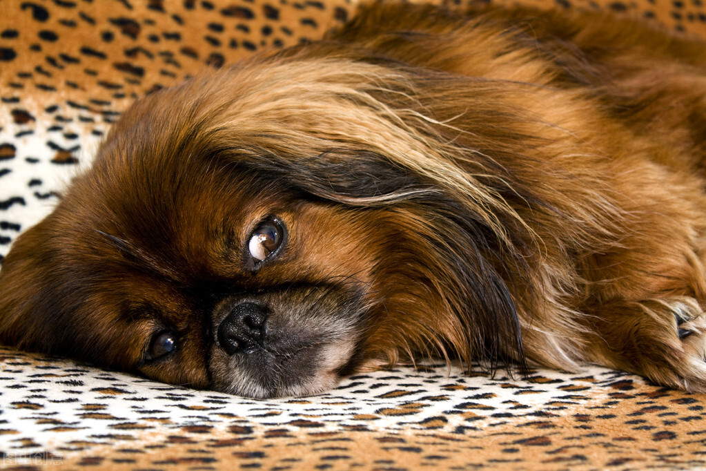 曾经享尽荣华富贵的皇家御犬——京巴犬 挑选饲养护理方法等全介绍