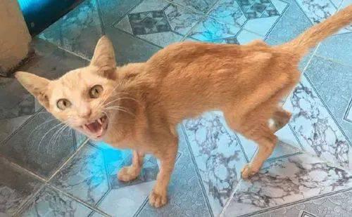 猫咪有这些表现，说明该驱虫了