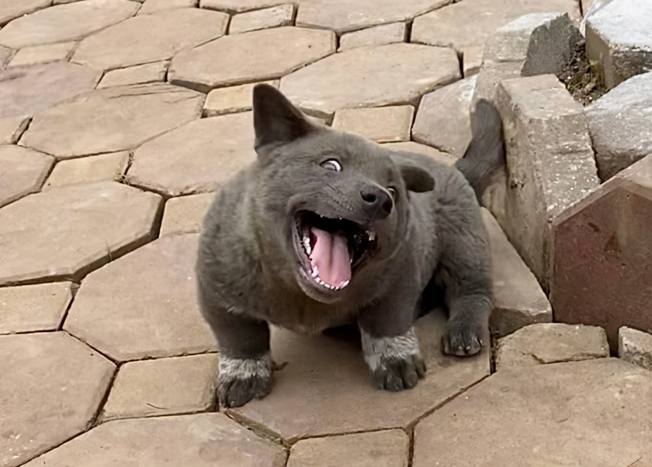 板凳狗图片(还记得这只长得像猫的狗吗) - 赤虎壹号