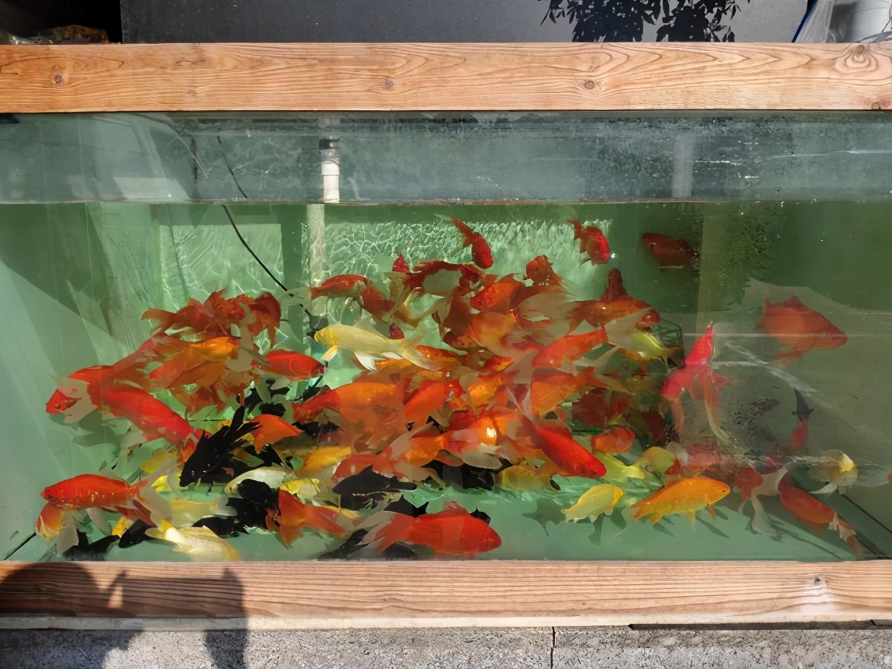 本身鱼缸内的溶氧量就会飞速下降,一旦观赏鱼稍微有点缺氧的征兆,再加