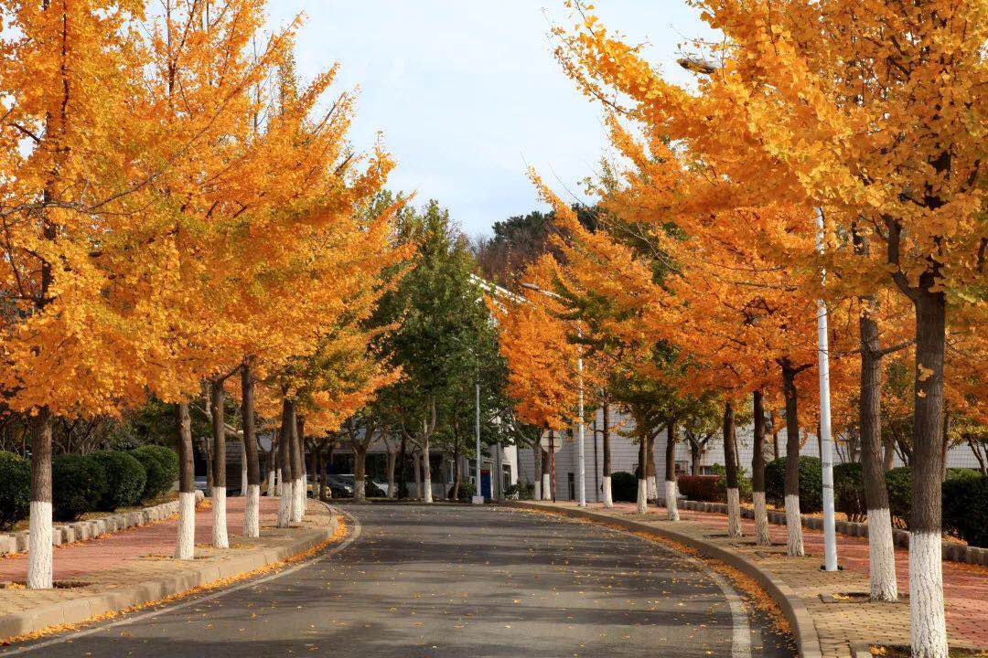 东北财经大学2019年本科招生章程