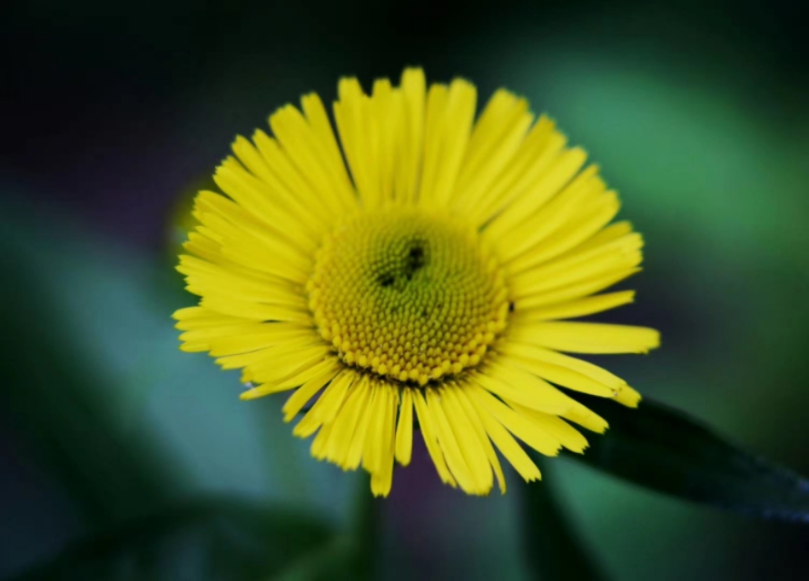 这本书的作者究竟是谁