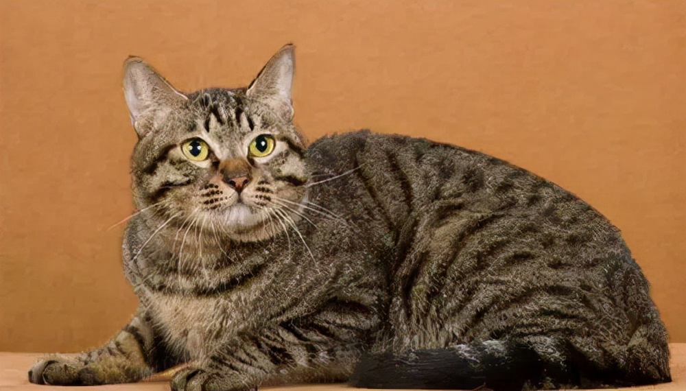 被CFA认证除名的中国狸花猫，到底有多优秀