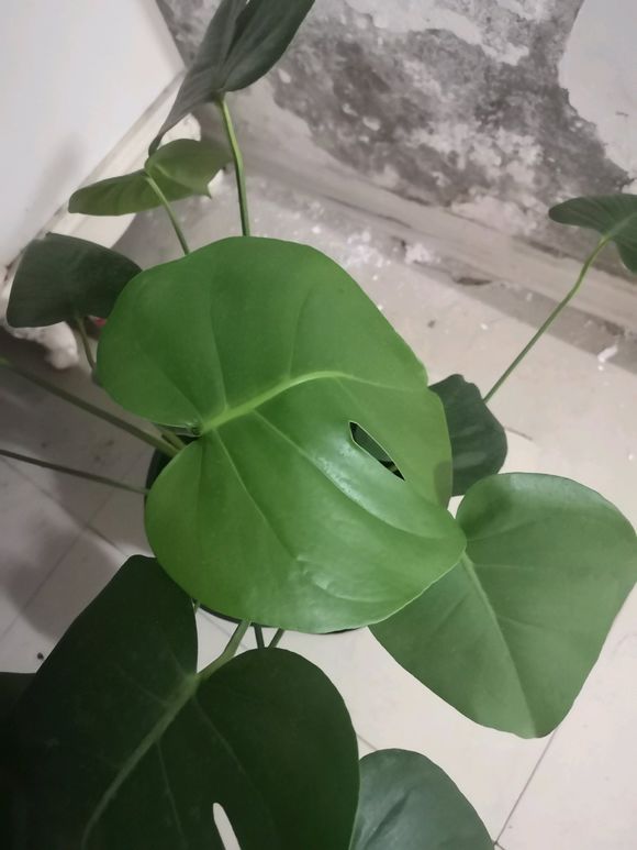 龟背竹叶子发软下垂（让叶子常年碧绿且健康的养护技巧）