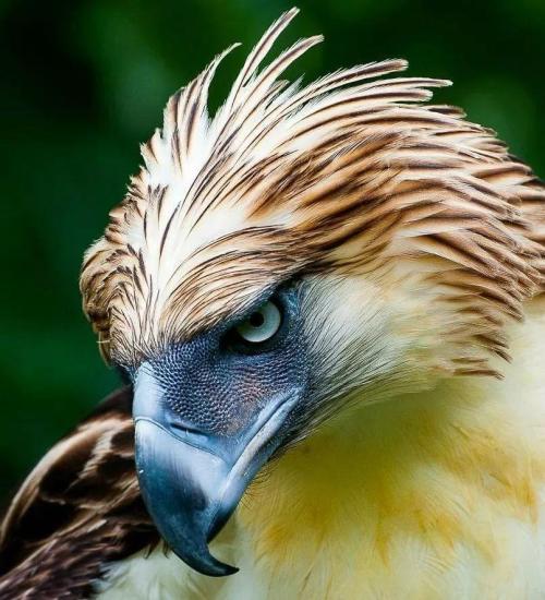 雕和鹰的区别在哪里雕和鹰是同一个品种