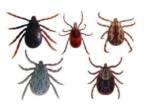 虱子只往衣服缝里钻,非常难逮,有时候我睡下,迷迷糊糊常看我母亲用牙