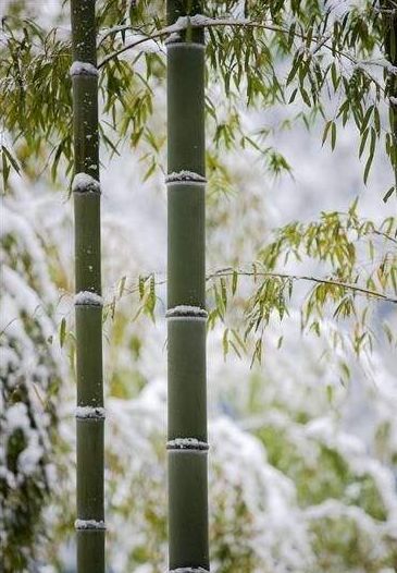 「诗词鉴赏」古诗词中的雪竹，不负岁寒心！