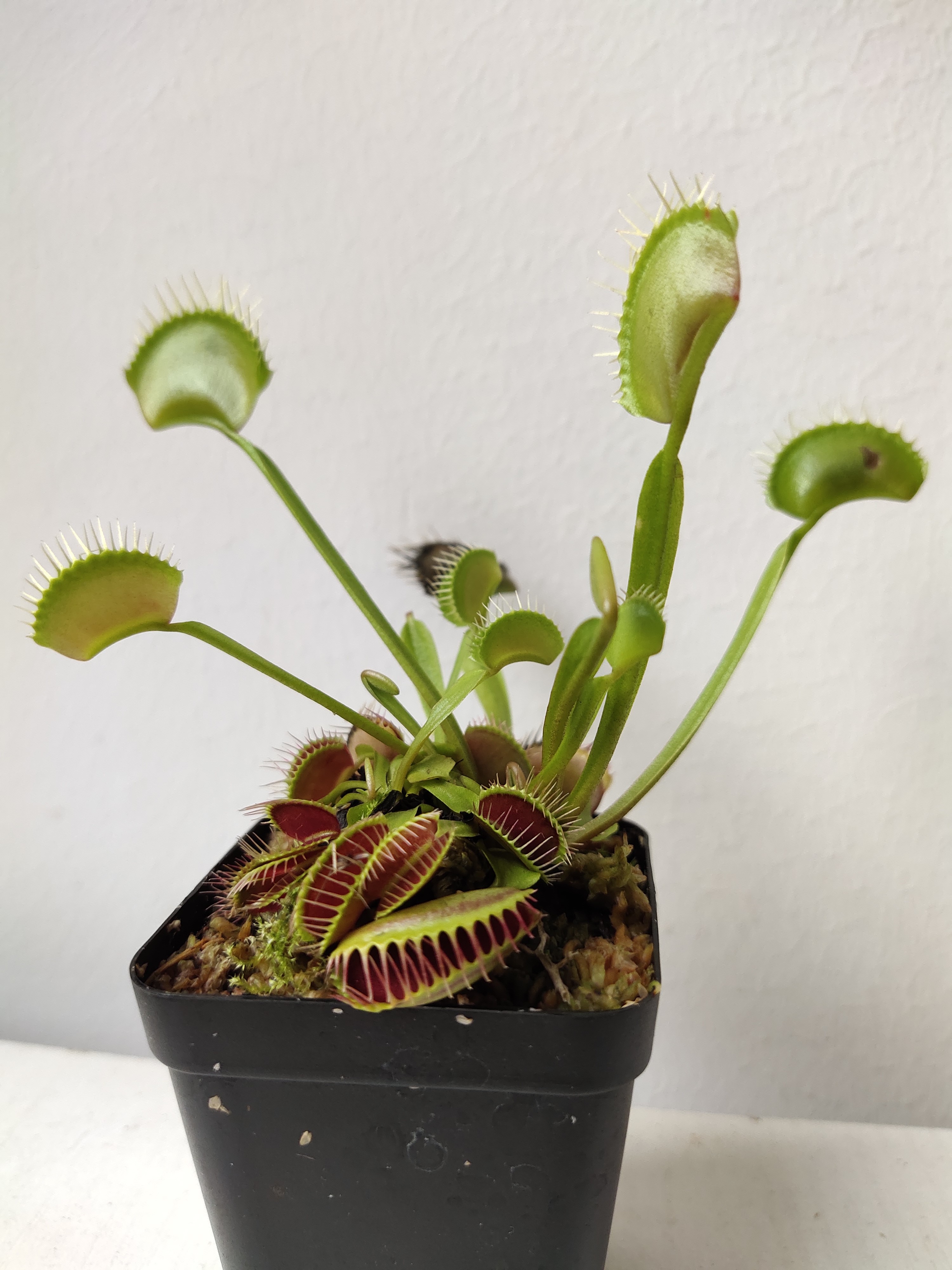 捕蚊草价格(捕蝇草不好养) - 价格百科