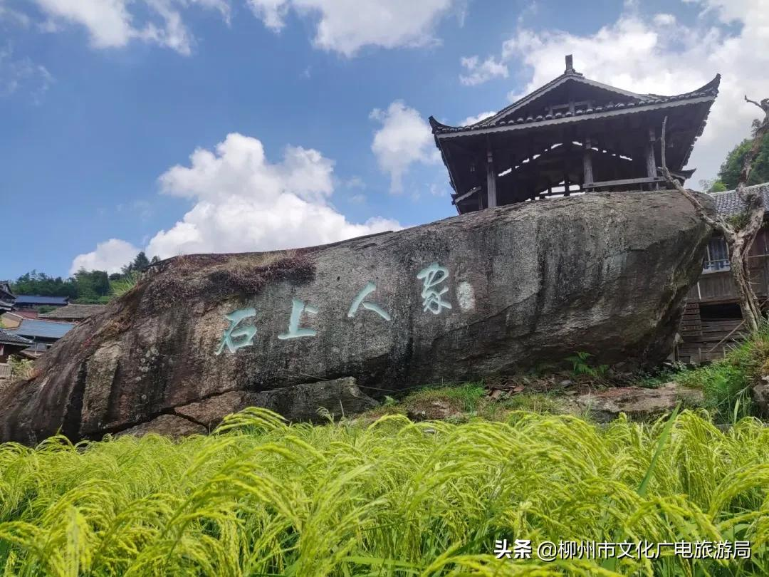 满山金色稻浪,为你换一屏秋色