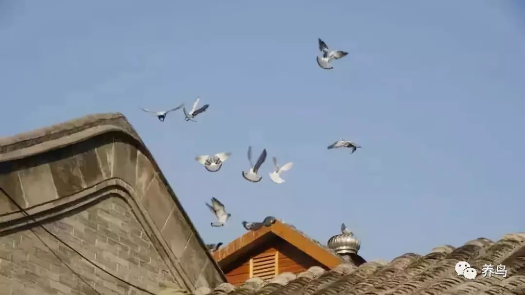观赏鸟十大排名
