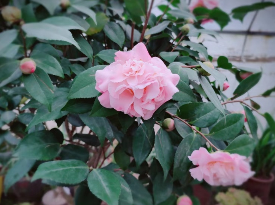 茶花夏日七心怎么养详细介绍图文