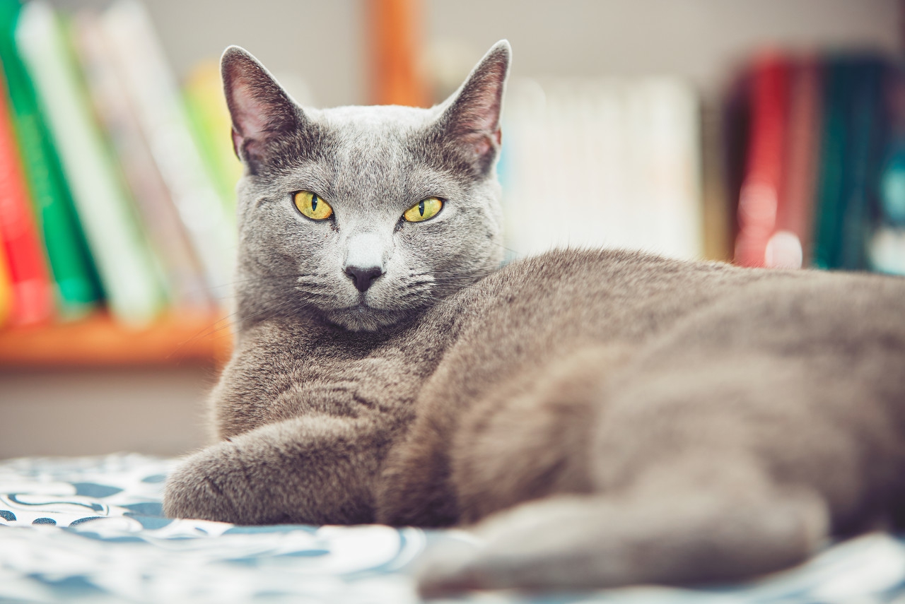 蓝猫折耳猫多少钱一只(说到蓝猫的性格跟特点) - 价格百科