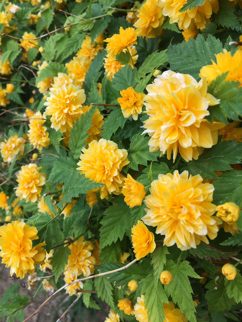 路边绿化带也有迷人花,玉兰开得像荷花,比脸都大