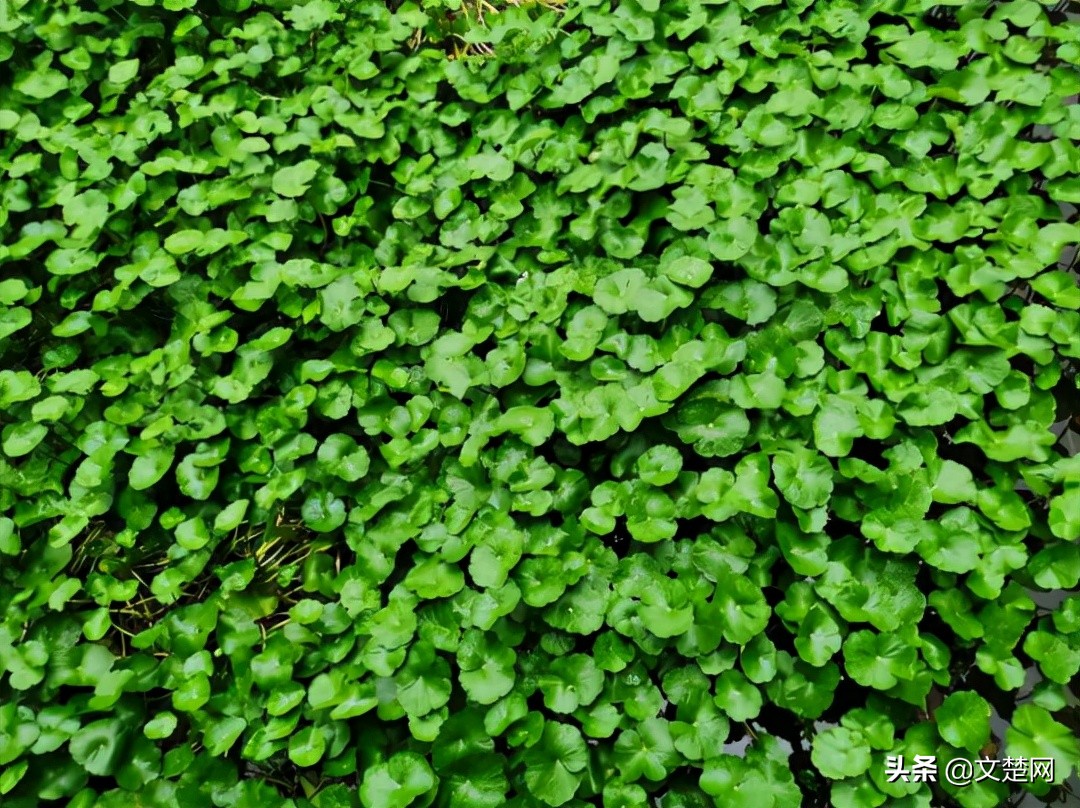 咸宁市通山县景点“石牛顶天”的美丽传说