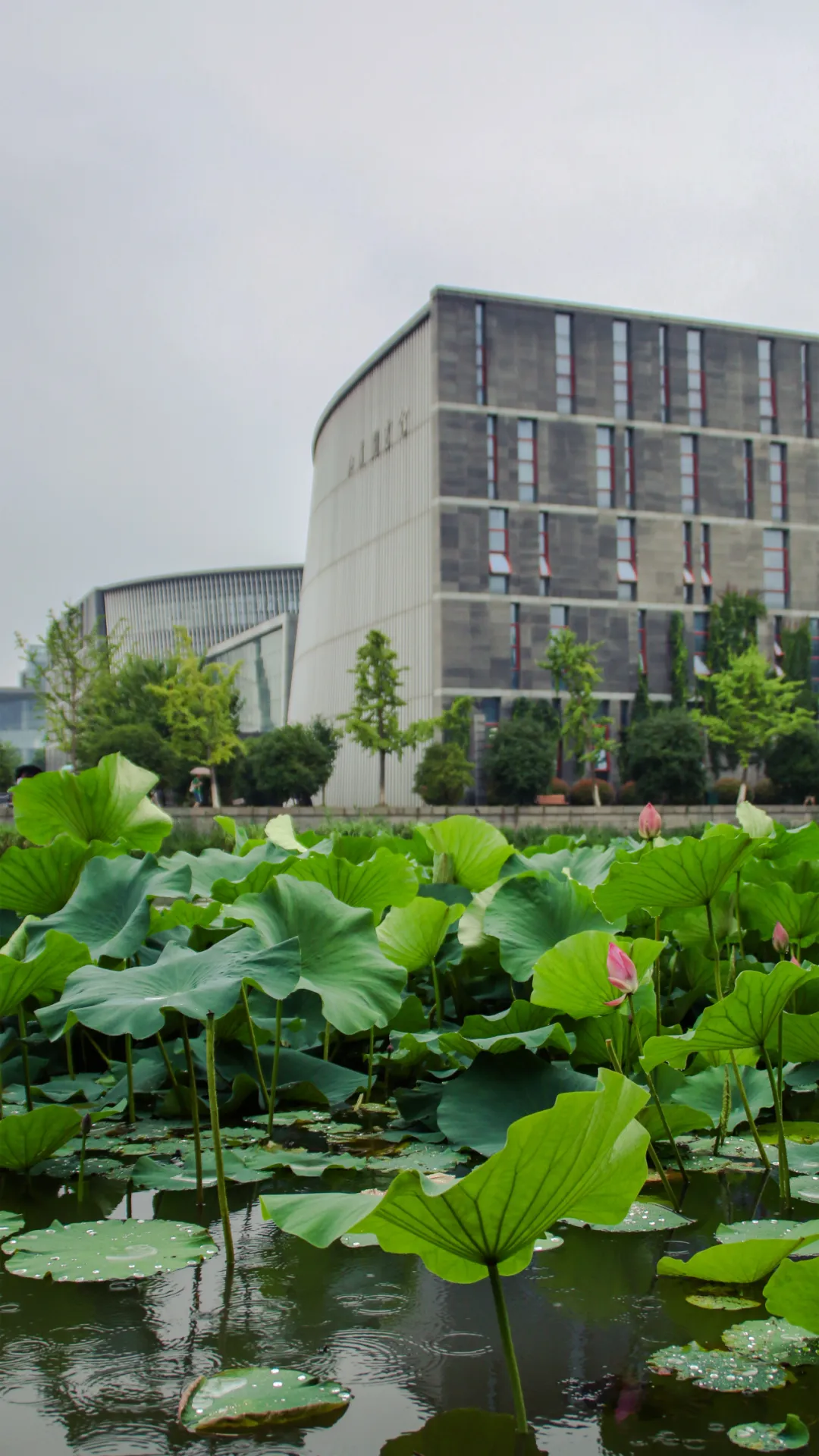 昔日亚洲第一的高校，如何变成“中国最温和的大学”？