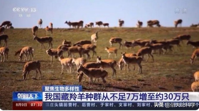 经过几十年的努力，藏羚羊终于降级啦！可还有人不明白这是为何？