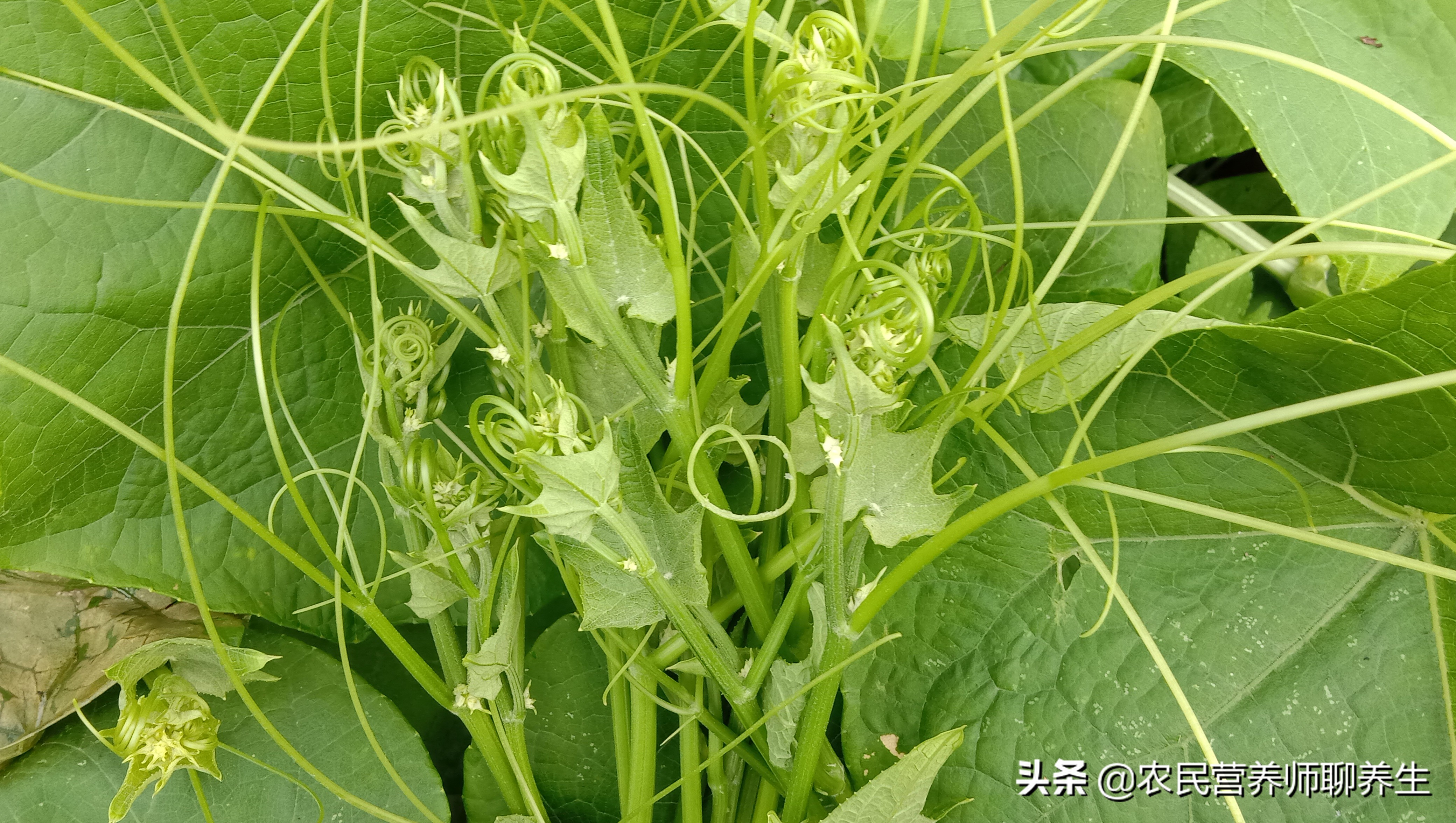 龙须菜的功效与作用这个叫龙须菜到底能不能吃啊