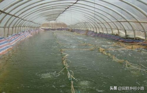 淡水蝦養殖,淡水蝦養殖成本與利潤