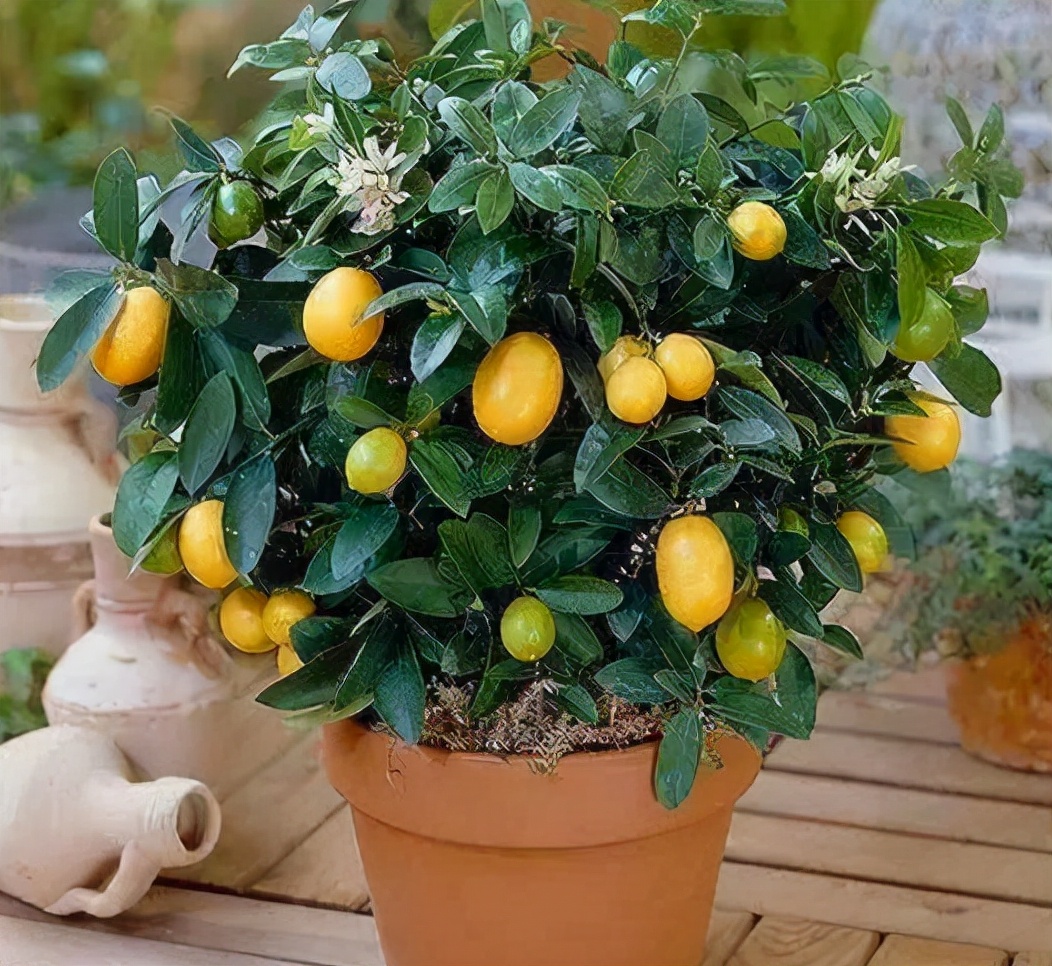 客厅金桔树怎么养经验分享「干货」 -骁龙网