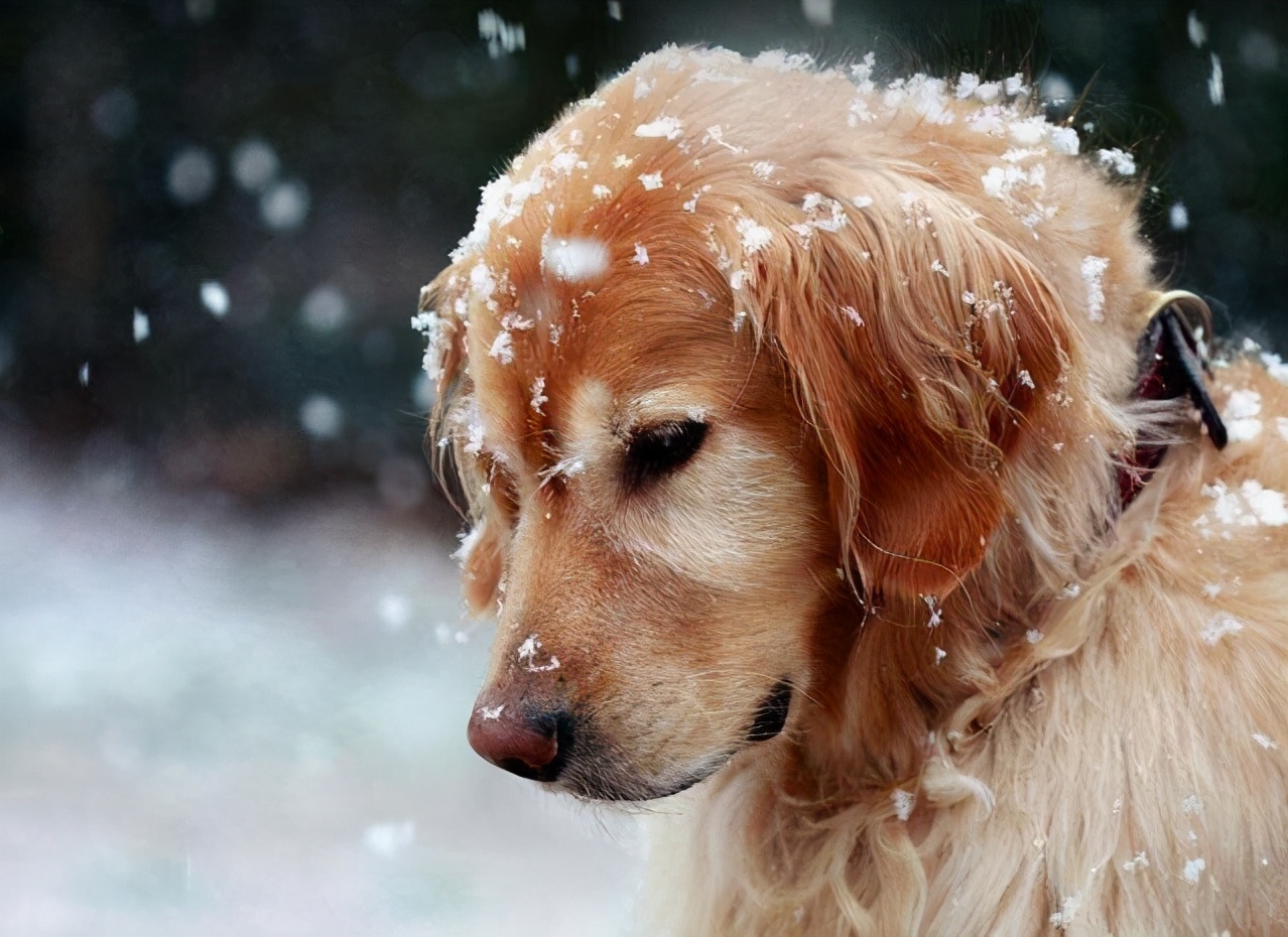狗狗智商排行榜：最聪明犬种排名及训练指南