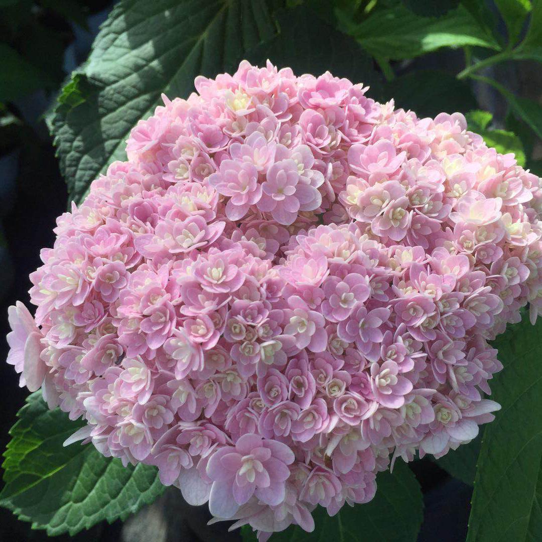 新老枝都能开的5种绣球花,从春开到秋,太优秀了