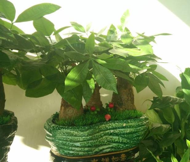 新房子有异味?就养3种植物,不仅长得漂亮,还能吸收有毒气体