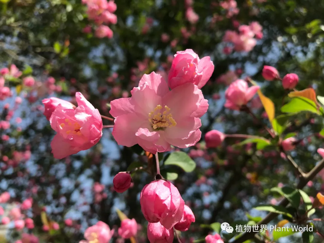 垂丝海棠：枝似轻丝袅袅垂，娇柔含羞如春醉