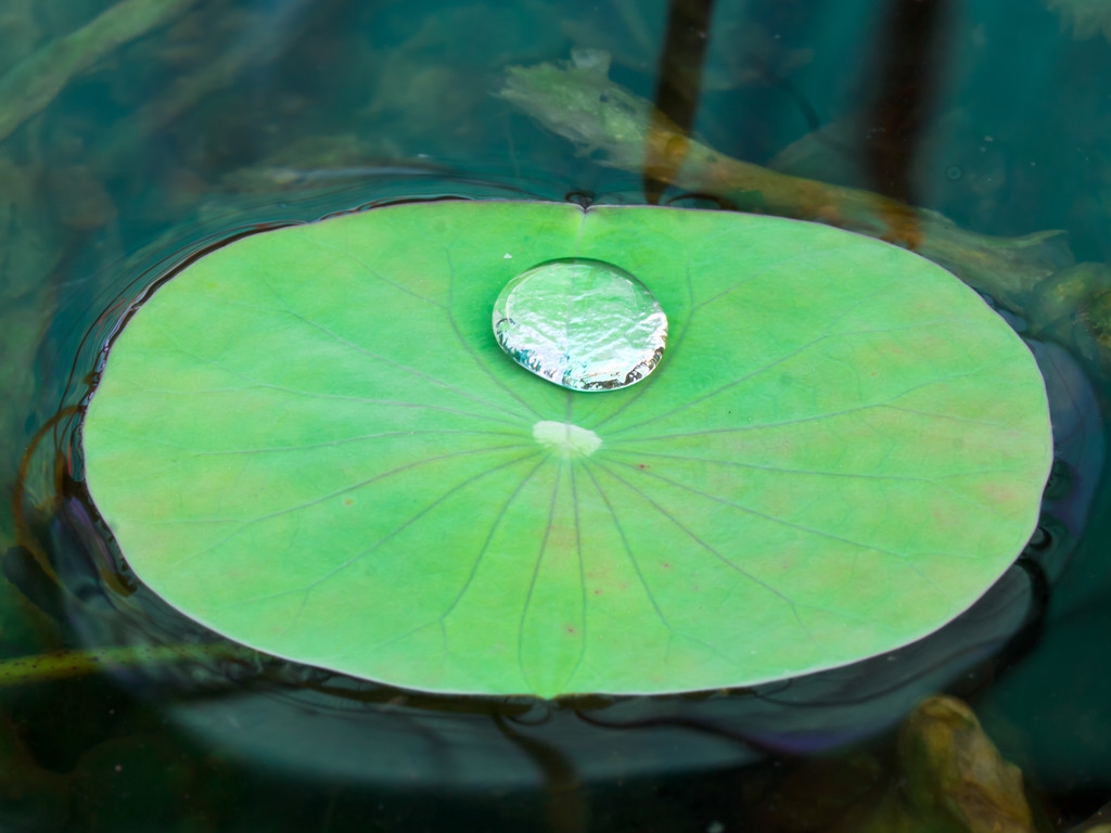 仿写句子荷叶圆圆大树(部编版语文一年下) - 火句子